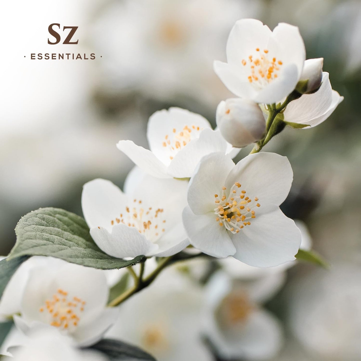 Jasmine Absolute Essential Oil – 100% Pure & Undiluted – 4 Jasminum Species – Divine Floral & Exotic Scent! – Aromatherapy & Natural Perfumery - Therapeutic Grade & Vegan – 0.17oz (5mL)