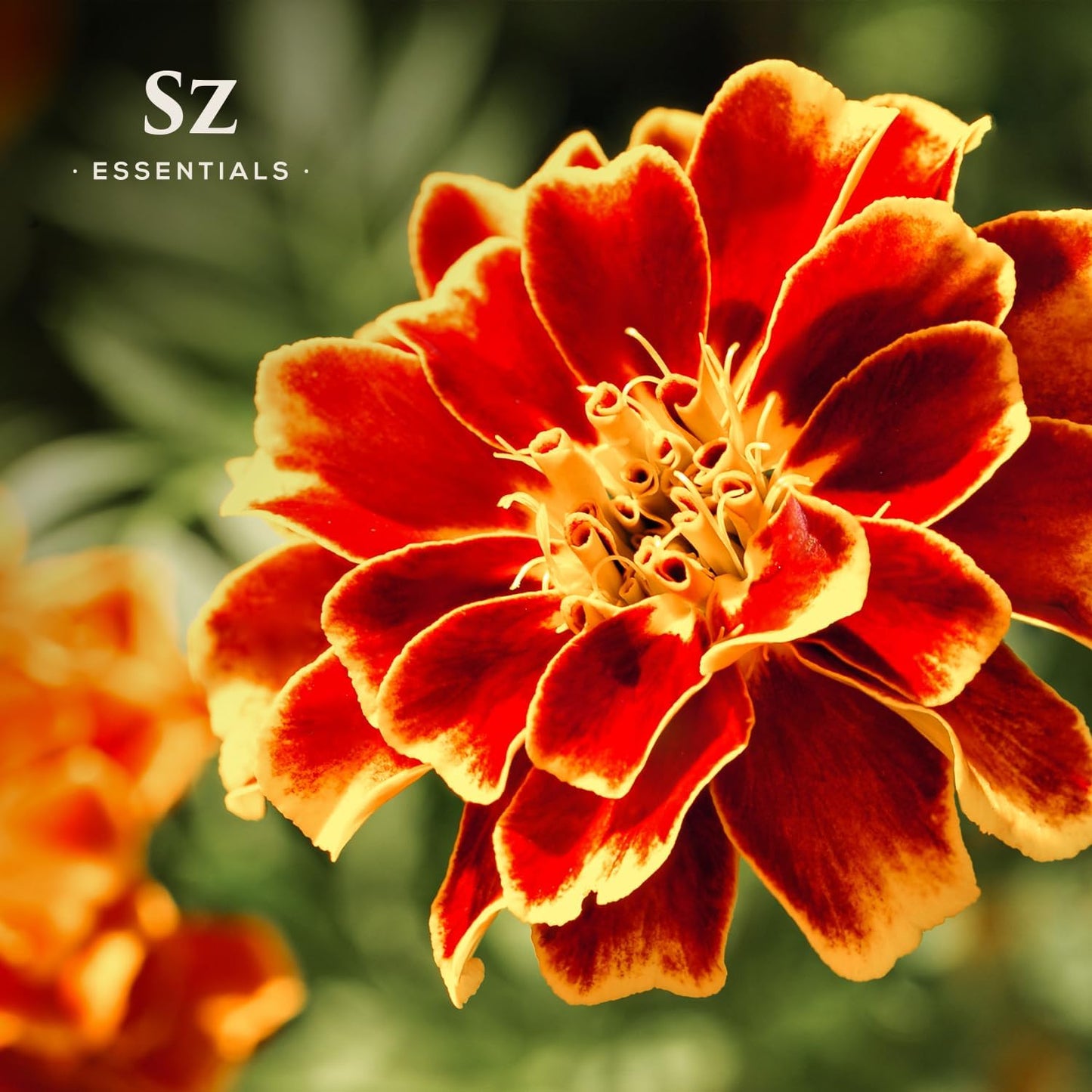 Marigold Essential Oil - aka. Calendula Officinalis - 100% Pure and Undiluted - Unlock The Precious Aroma of Real Marigold - Therapeutic Grade & Versatile Usage - 0.17oz