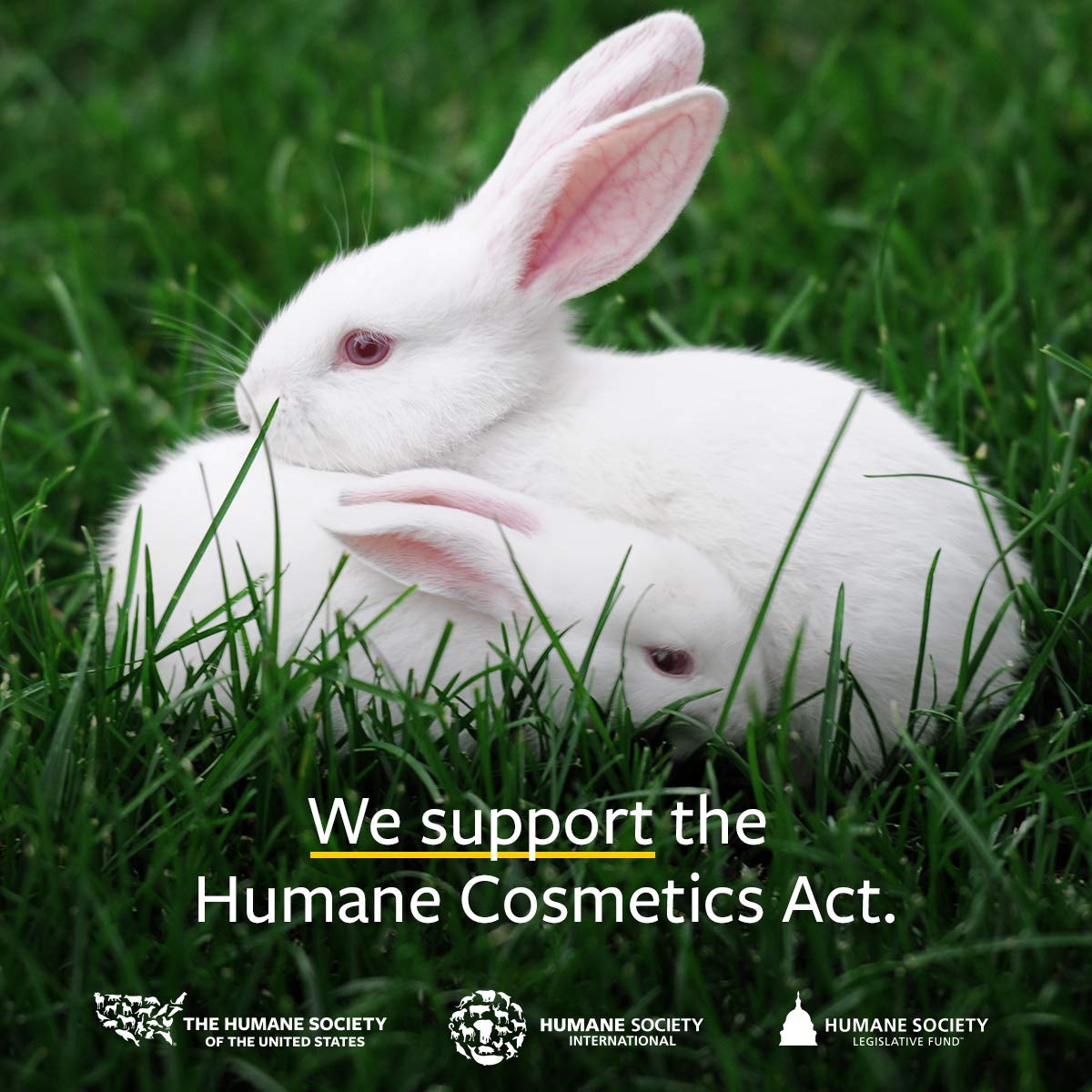 US Organic 100% Pure Basil Essential Oil - USDA Certified Organic, Steam Distilled, 15 ml